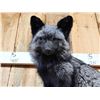 Image 3 : Beautiful Silver Ranch Fox Full Body Taxidermy Mount