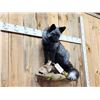Image 4 : Beautiful Silver Ranch Fox Full Body Taxidermy Mount