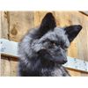 Image 5 : Beautiful Silver Ranch Fox Full Body Taxidermy Mount