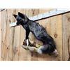 Image 6 : Beautiful Silver Ranch Fox Full Body Taxidermy Mount