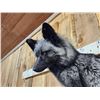 Image 7 : Beautiful Silver Ranch Fox Full Body Taxidermy Mount