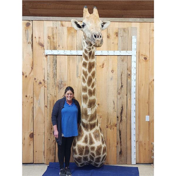 Awesome Giraffe Shoulder Mount Taxidermy