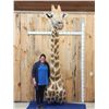 Image 1 : Awesome Giraffe Shoulder Mount Taxidermy