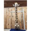 Image 2 : Awesome Giraffe Shoulder Mount Taxidermy