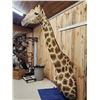 Image 3 : Awesome Giraffe Shoulder Mount Taxidermy