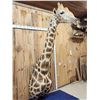 Image 4 : Awesome Giraffe Shoulder Mount Taxidermy