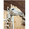 Image 5 : Awesome Giraffe Shoulder Mount Taxidermy