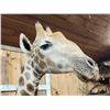 Image 6 : Awesome Giraffe Shoulder Mount Taxidermy