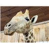 Image 7 : Awesome Giraffe Shoulder Mount Taxidermy