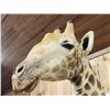 Image 8 : Awesome Giraffe Shoulder Mount Taxidermy