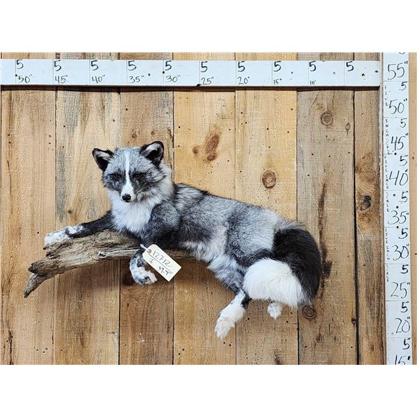 NICE Marble Silver Ranch Cross Fox Full Body Taxidermy Mount
