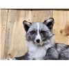 Image 2 : NICE Marble Silver Ranch Cross Fox Full Body Taxidermy Mount