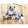 Image 3 : NICE Marble Silver Ranch Cross Fox Full Body Taxidermy Mount