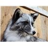 Image 4 : NICE Marble Silver Ranch Cross Fox Full Body Taxidermy Mount