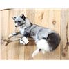 Image 5 : NICE Marble Silver Ranch Cross Fox Full Body Taxidermy Mount