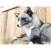 Image 6 : NICE Marble Silver Ranch Cross Fox Full Body Taxidermy Mount
