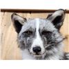 Image 7 : NICE Marble Silver Ranch Cross Fox Full Body Taxidermy Mount