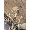 Image 11 : Gorgeous 6 Light Fallow Deer Antler Chandelier