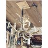 Image 12 : Gorgeous 6 Light Fallow Deer Antler Chandelier