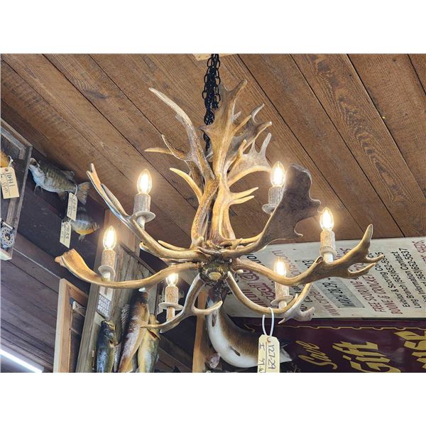 Gorgeous 6 Light Fallow Deer Antler Chandelier