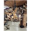 Image 6 : Gorgeous 6 Light Fallow Deer Antler Chandelier