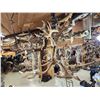 Image 8 : Gorgeous 6 Light Fallow Deer Antler Chandelier