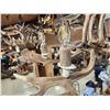 Image 9 : Gorgeous 6 Light Fallow Deer Antler Chandelier