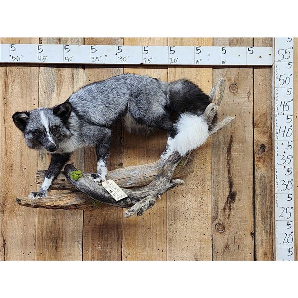 Marble Silver Cross Ranch Fox Full Body Taxidermy Mount