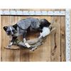 Image 1 : Marble Silver Cross Ranch Fox Full Body Taxidermy Mount