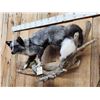 Image 2 : Marble Silver Cross Ranch Fox Full Body Taxidermy Mount