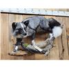 Image 3 : Marble Silver Cross Ranch Fox Full Body Taxidermy Mount