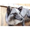 Image 4 : Marble Silver Cross Ranch Fox Full Body Taxidermy Mount