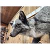 Image 5 : Marble Silver Cross Ranch Fox Full Body Taxidermy Mount