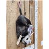 Image 2 : Naughty Opossum Full Body Taxidermy Mount