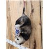 Image 3 : Naughty Opossum Full Body Taxidermy Mount
