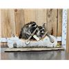 Image 1 : 2 Raccoons In A Birch Bark Canoe Taxidermy