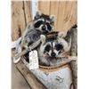 Image 3 : 2 Raccoons In A Birch Bark Canoe Taxidermy
