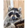 Image 4 : 2 Raccoons In A Birch Bark Canoe Taxidermy