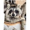 Image 5 : 2 Raccoons In A Birch Bark Canoe Taxidermy