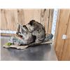 Image 6 : 2 Raccoons In A Birch Bark Canoe Taxidermy