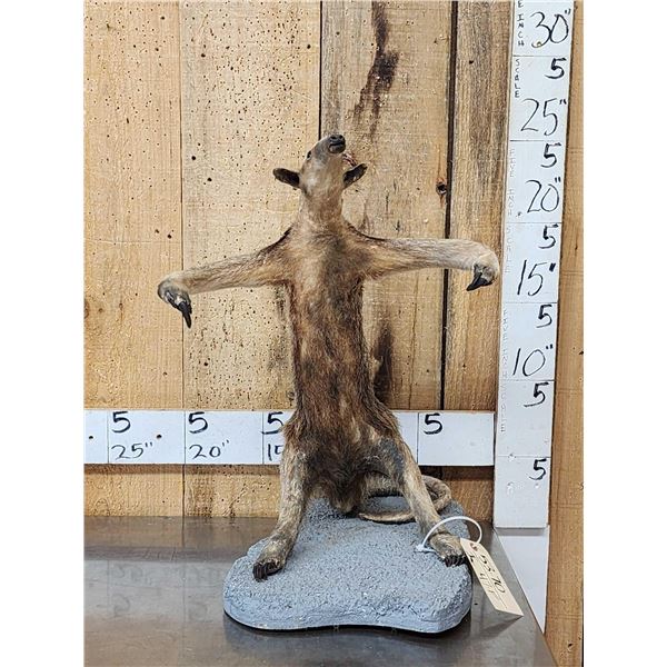 Tamandua Ant Eater Full Body Taxidermy Mount
