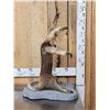 Image 2 : Tamandua Ant Eater Full Body Taxidermy Mount