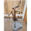 Image 3 : Tamandua Ant Eater Full Body Taxidermy Mount