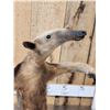 Image 4 : Tamandua Ant Eater Full Body Taxidermy Mount