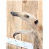 Image 6 : Tamandua Ant Eater Full Body Taxidermy Mount