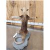Image 7 : Tamandua Ant Eater Full Body Taxidermy Mount