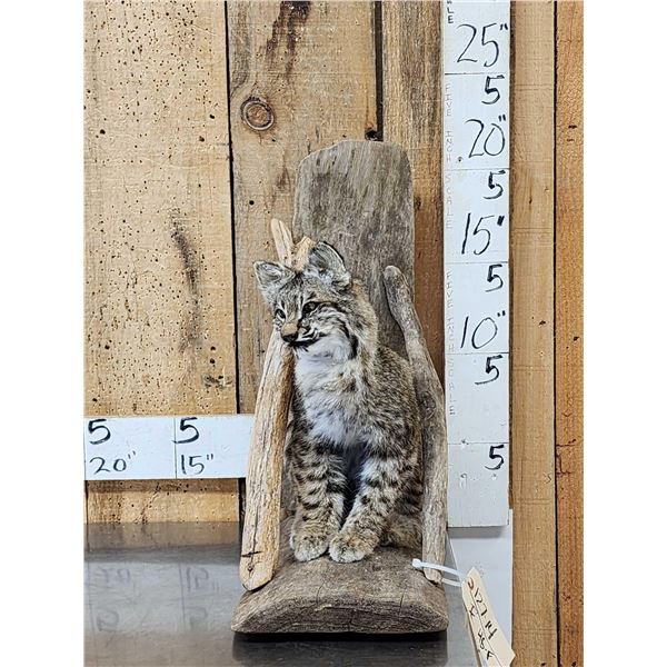 Juvenile Bobcat Full Body Taxidermy Mount