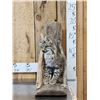 Image 1 : Juvenile Bobcat Full Body Taxidermy Mount