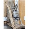 Image 2 : Juvenile Bobcat Full Body Taxidermy Mount