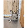 Image 3 : Juvenile Bobcat Full Body Taxidermy Mount